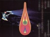 Poster back - Volta�c - Bj�rk - CD/DVD - One Little Indian - tp lp 916 cdx (UK)